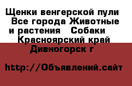 Щенки венгерской пули - Все города Животные и растения » Собаки   . Красноярский край,Дивногорск г.